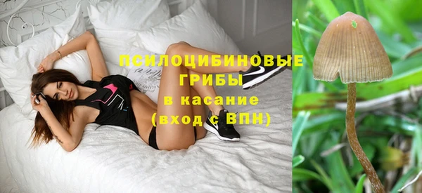 хмурый Осинники